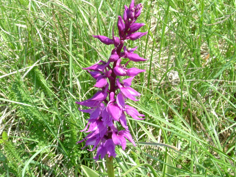 Orchis mascula